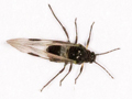 Anoecia corni